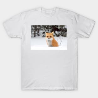 Red Fox - Algonquin Park T-Shirt